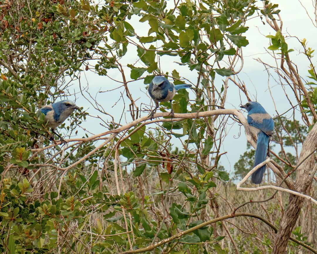 Multiple Florida Scrub-Jays stand on a leafy branch.