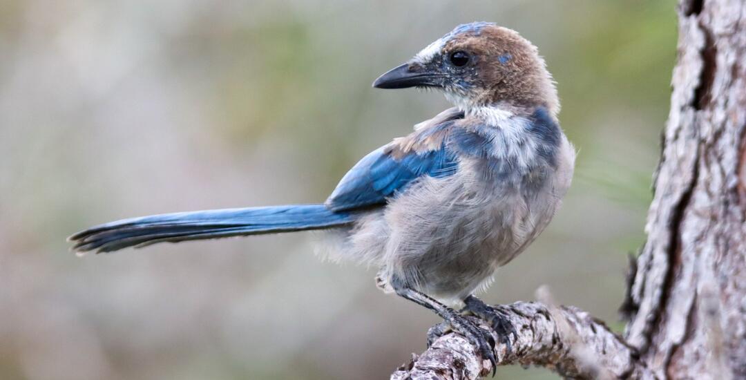 A juvenile Florida Scrub-Jay, with molting brown fluff on its head, perches on a branch.