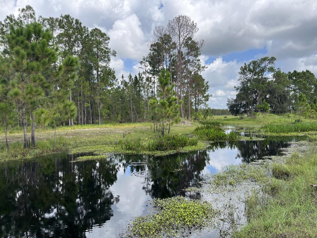 water in a wetland, surrounded by grass and trees