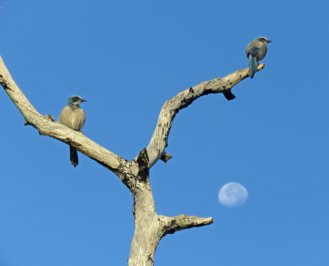 Two scrub-jays on a bare branch, with a moon in a blue sky in the background.