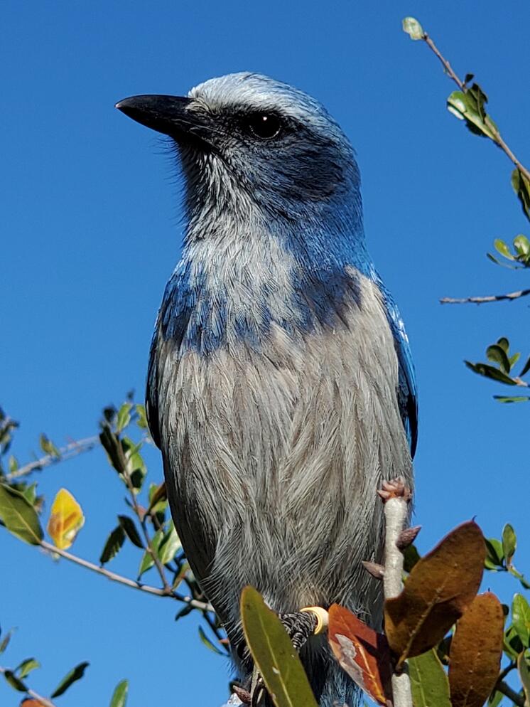 Close of a Florida Scrub-Jay with blue sky in the background.