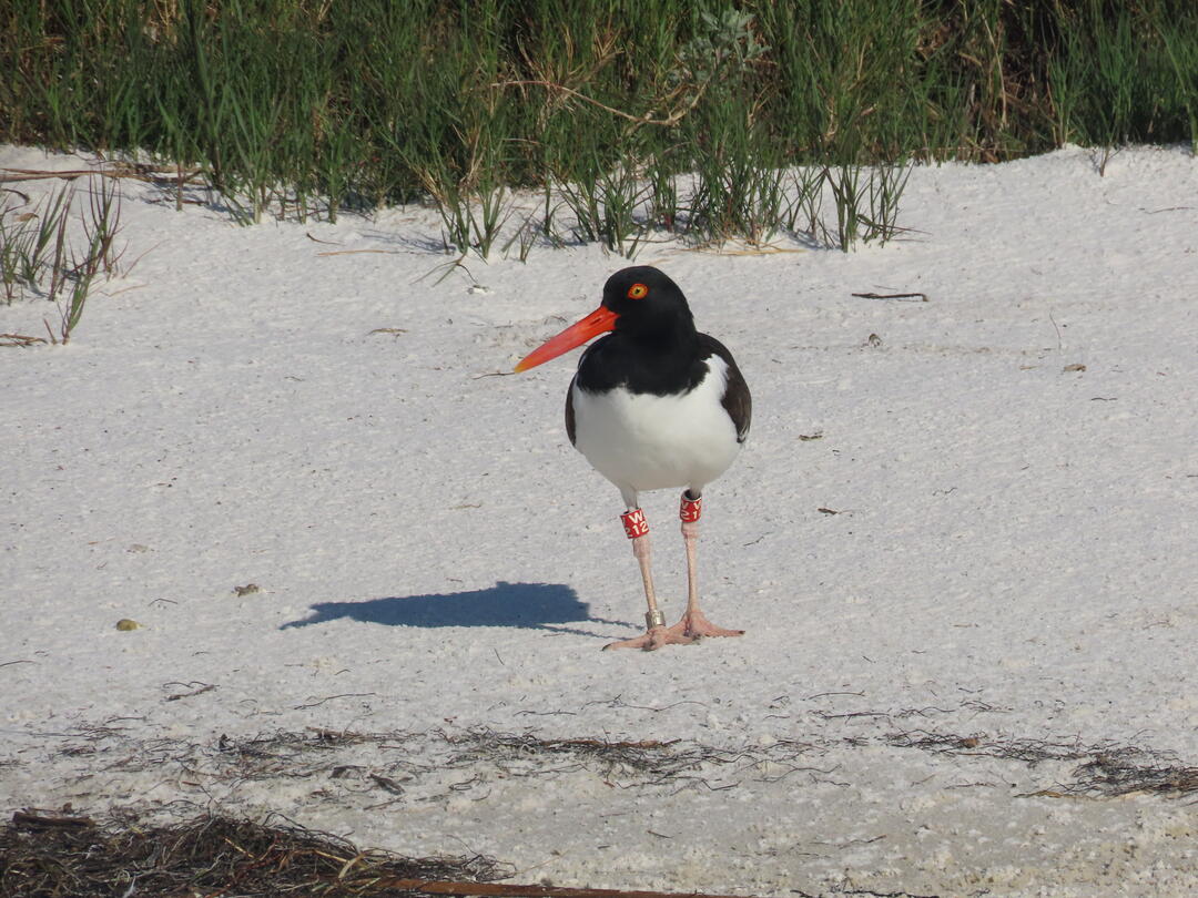American Oystercatcher with leg bands.