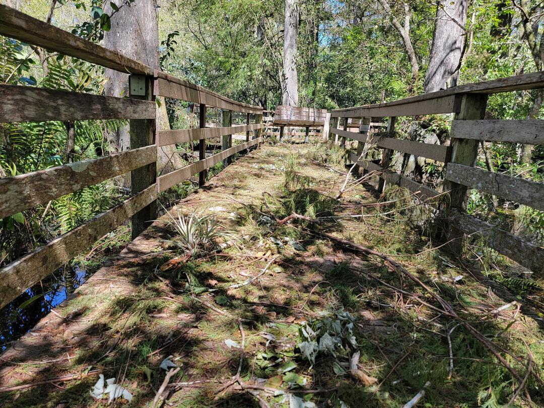 The boardwalk at Corkscrew Swamp Sanctuary, covered in debris from Hurricane Ian.