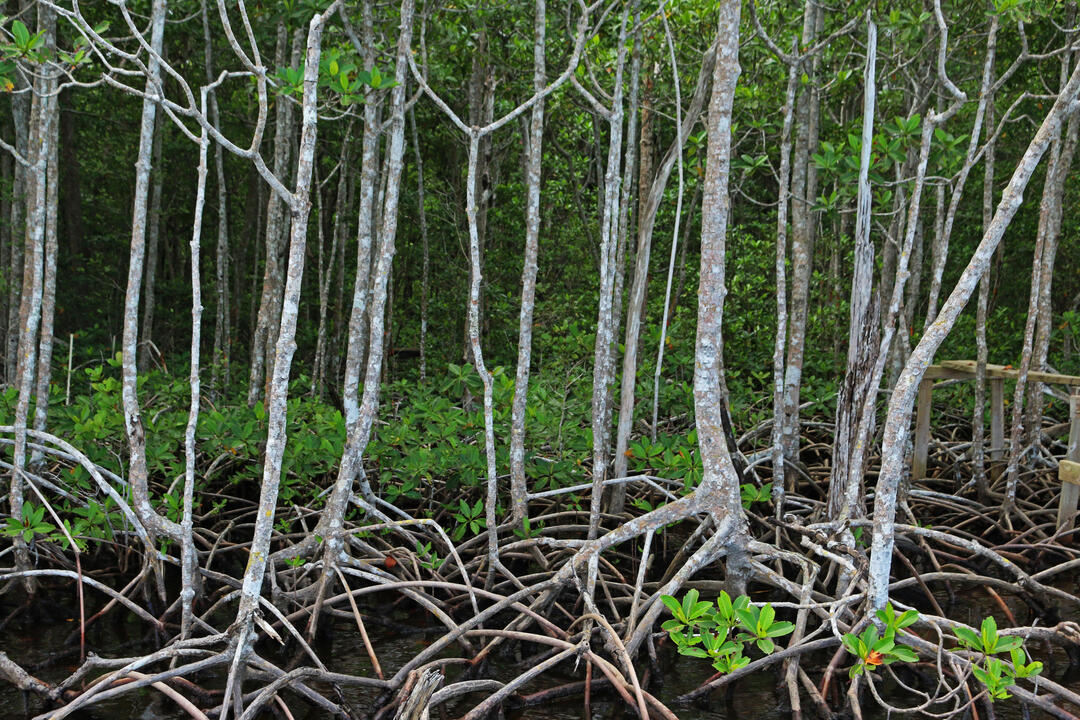 Mangrove roots and trunks in the water.