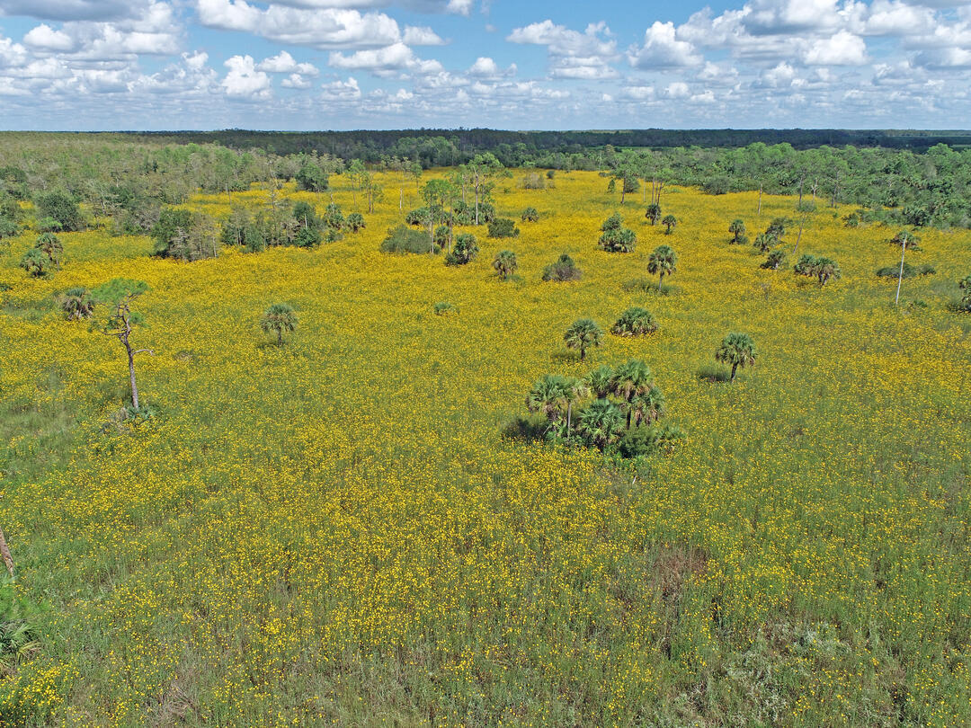 An aerial view of sunflowers blooming at Corkscrew Swamp Sanctuary.