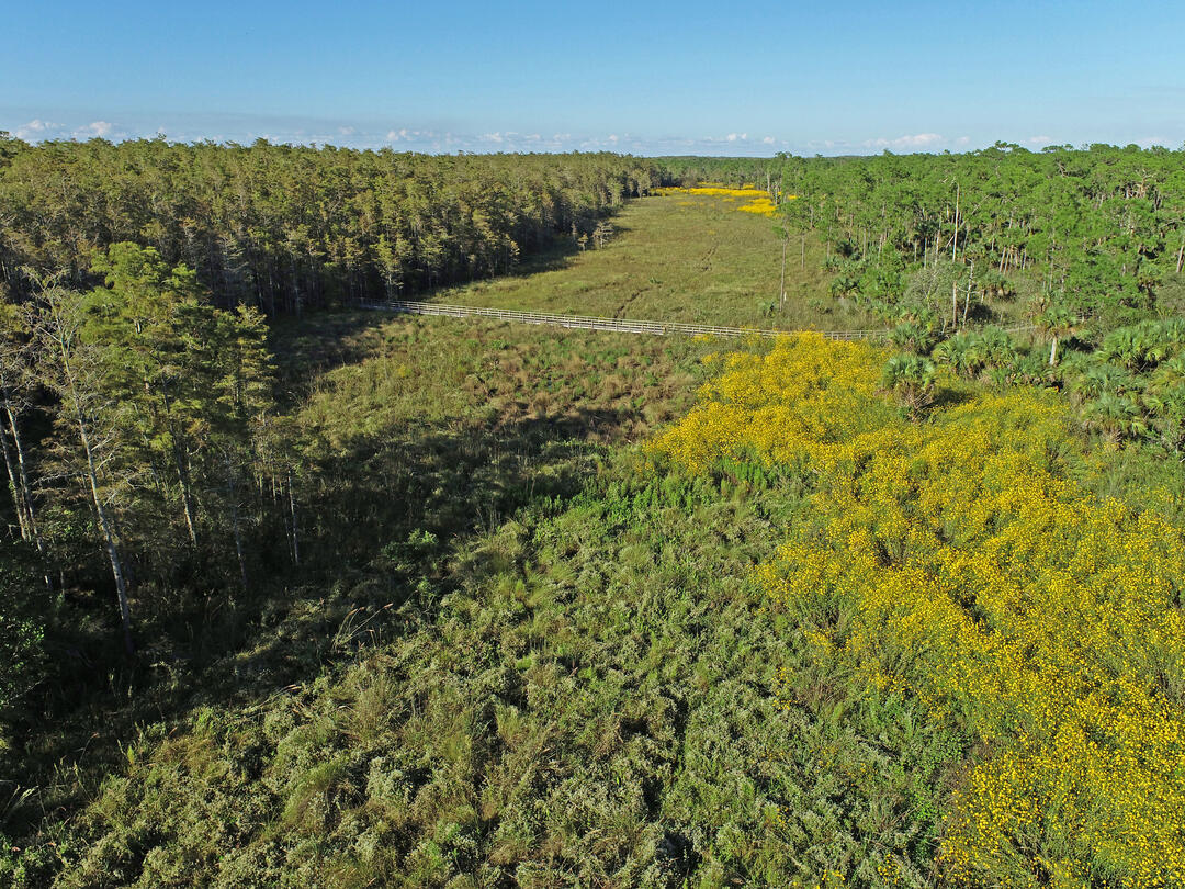 An aerial view of sunflowers blooming at Corkscrew Swamp Sanctuary.