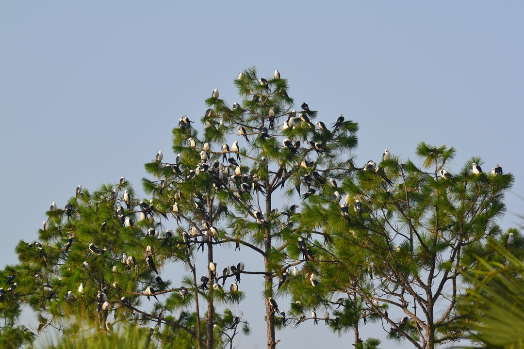 A flock of Swallow-tailed Kites roost in a tree, with birds on almost every branch.