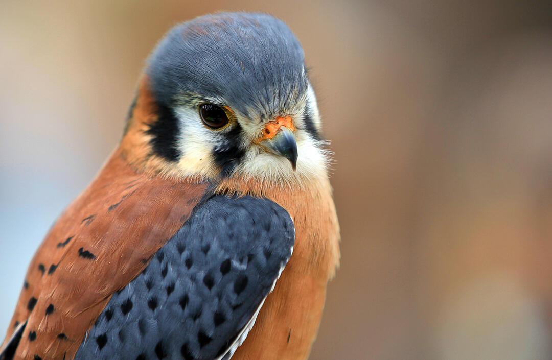 An American Kestrel in profile with its head turned slightly toward the camera.