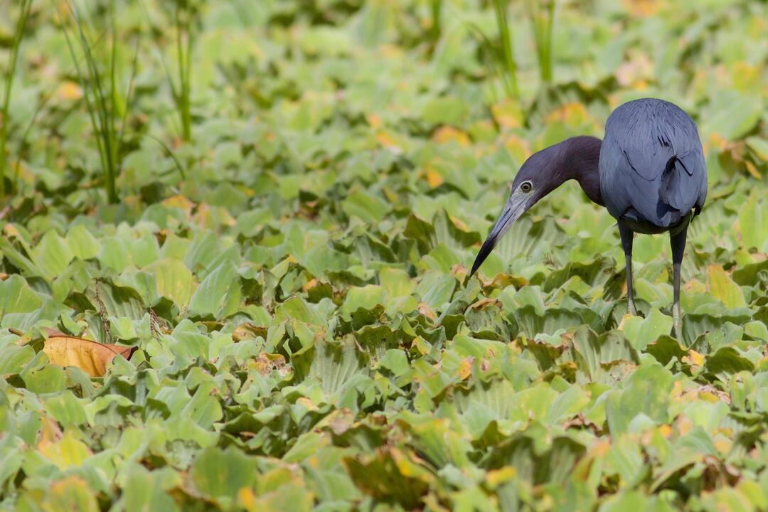 A Little Blue Heron forages in the plants above shallow water.