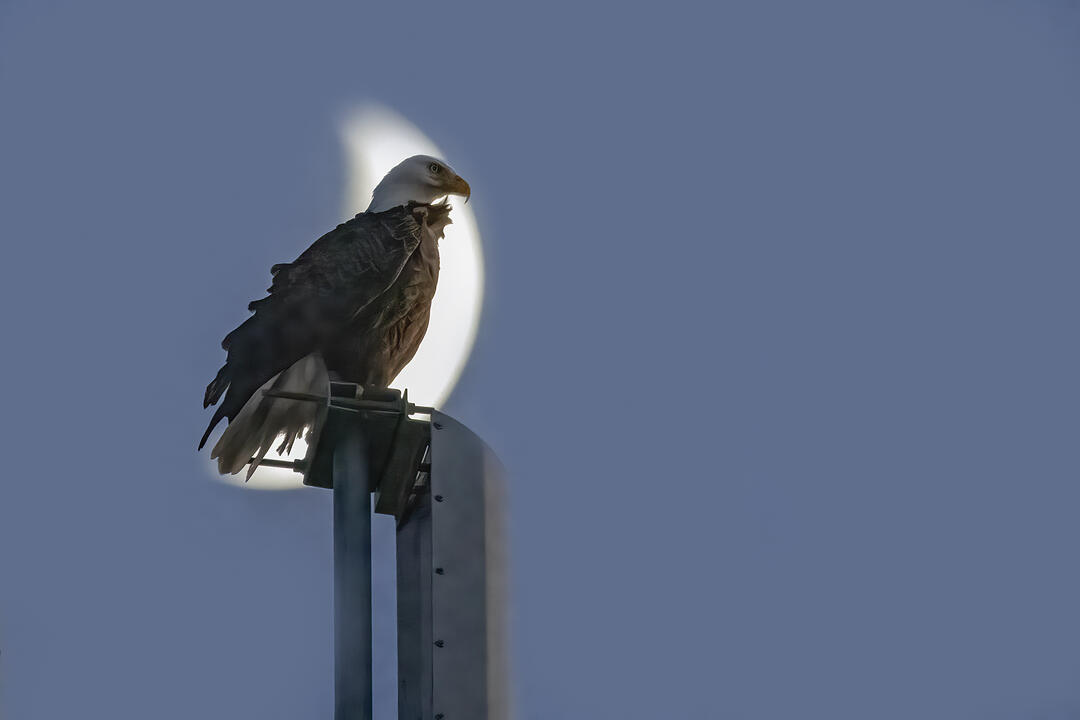 Bald Eagle sitting on a tower, with a half moon in the background