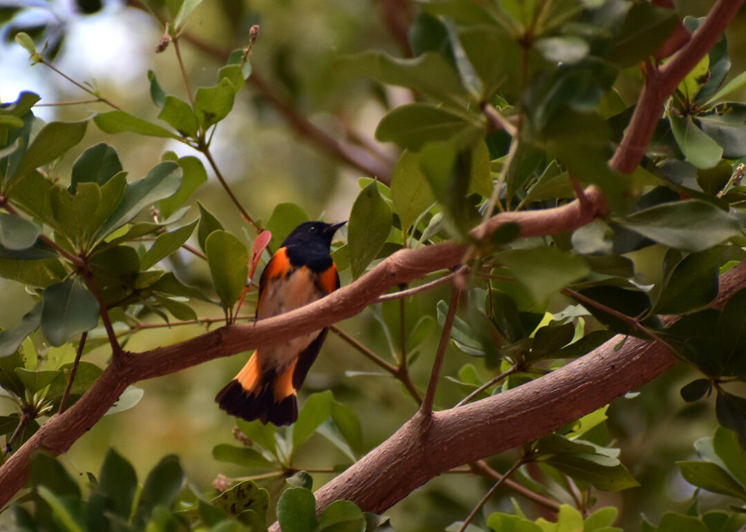 View from below of a black and orange bird in a tree.