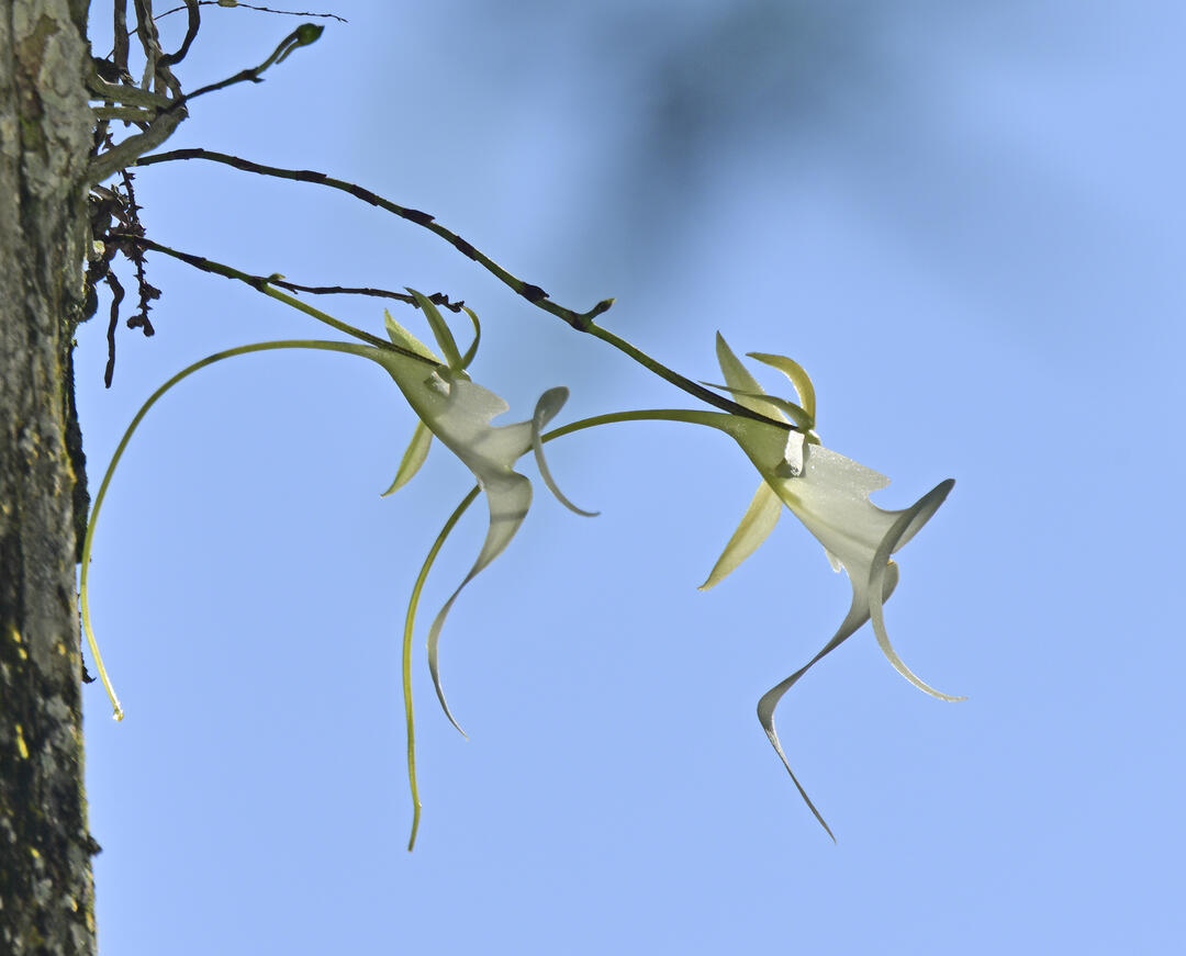 Two Ghost Orchid blossoms with blue sky in the background.