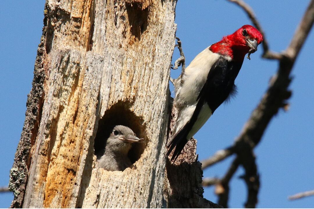 An adult and young Red-headed Woodpecker looking out of a tree cavity. 