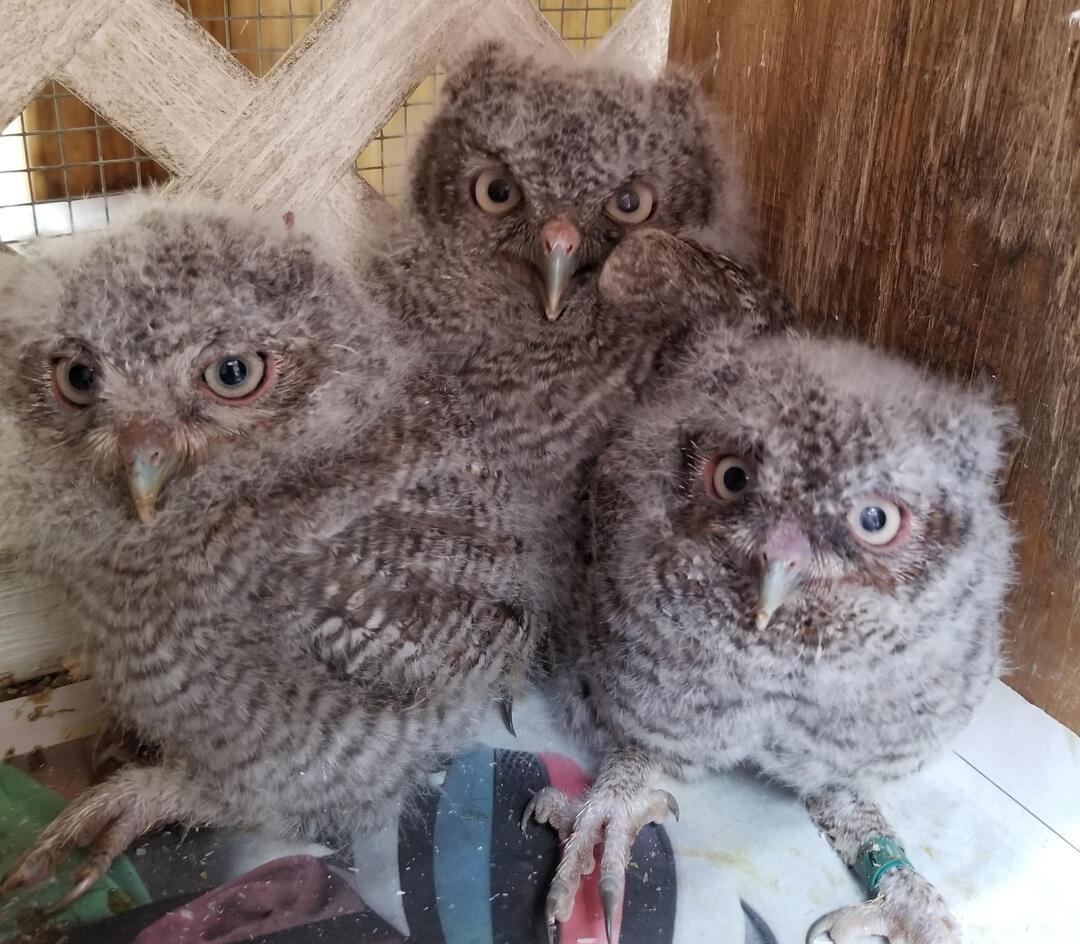 Three fuzzy owlets in a box