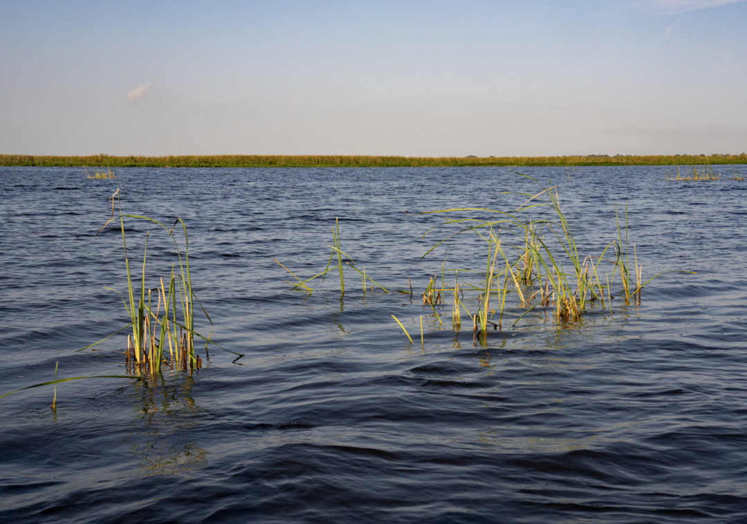 Water of Lake Okeechobee with grasses growing up and out of the water