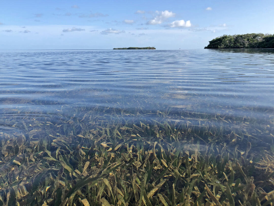 Seagrass under the water under a blue sky in Florida bay.