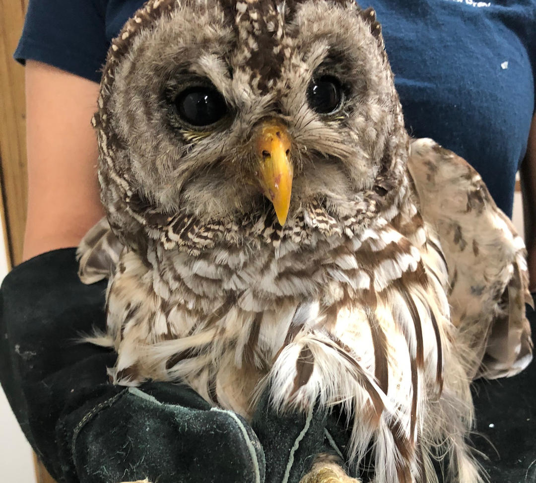 Barred Owl rescued by staff.