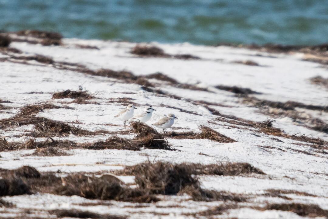 Three white shorebirds on a beach