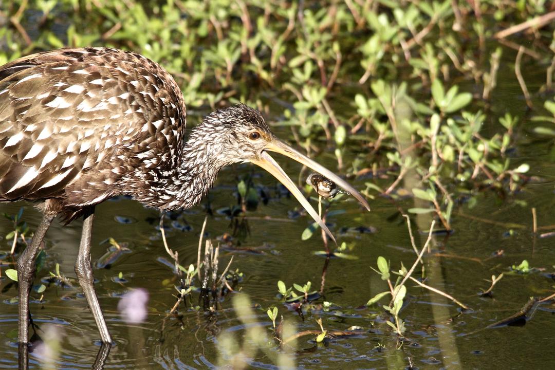Limpkin. Photo by Danny Rohan.