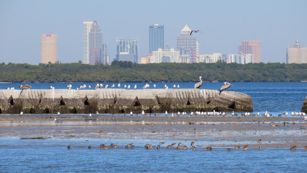 Birds resting on structure with Tampa city skyline in the background.