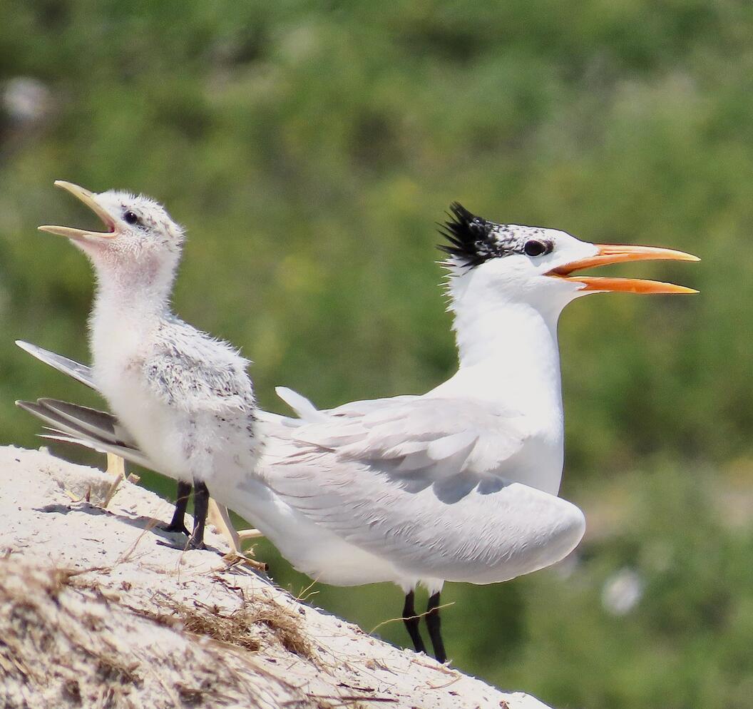 Royal Tern and chick standing on the ground.