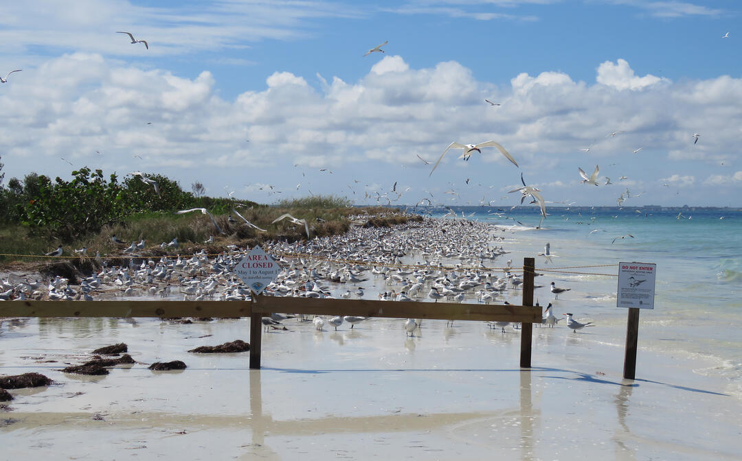A sign and fence in front of a large flock of birds on the beach.