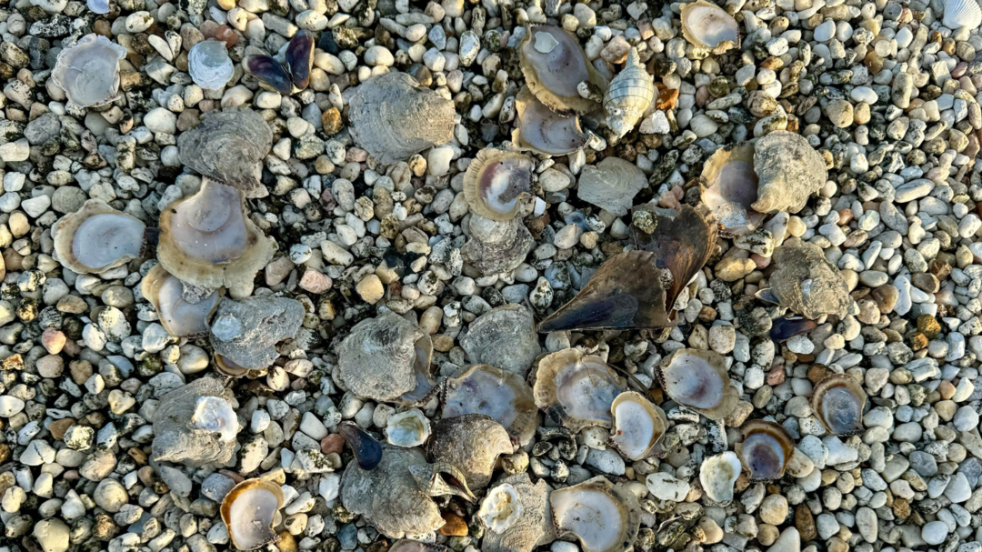 Assorted shells on a gravel rooftop.